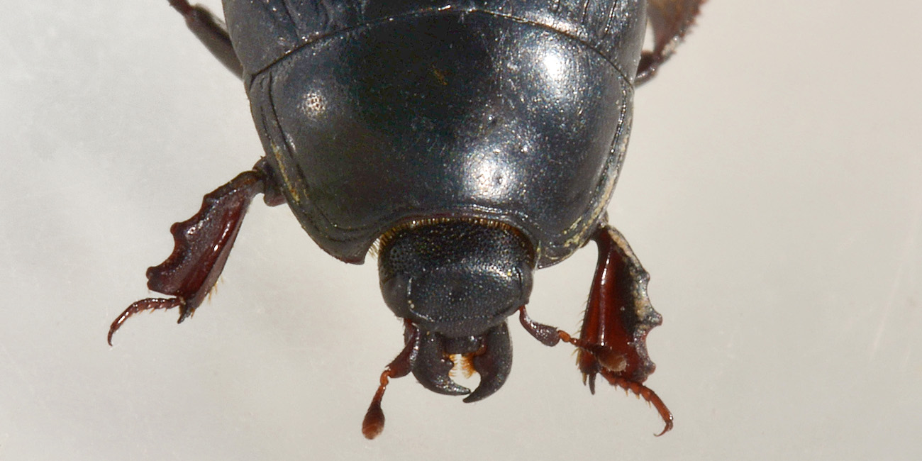 Histeridae: Margarinotus mer.darius? No, Hister lugubris